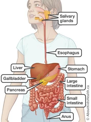 Digestive System Diagram, Gastric Juice, Gastrointestinal Tract, Salivary Gland, Gastrointestinal System, Digestive Juice, Mental Health Nursing, Third Grade Science, Nursing School Studying