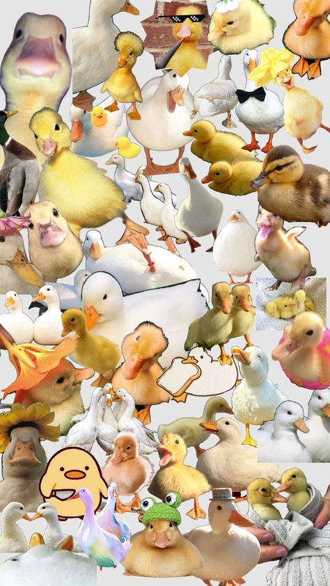 Duck Memes, Duck Pictures, Duck Wallpaper, Duck Photo, Pet Ducks, Cute Ducklings, Duck Bird, Duck Art, Funny Duck