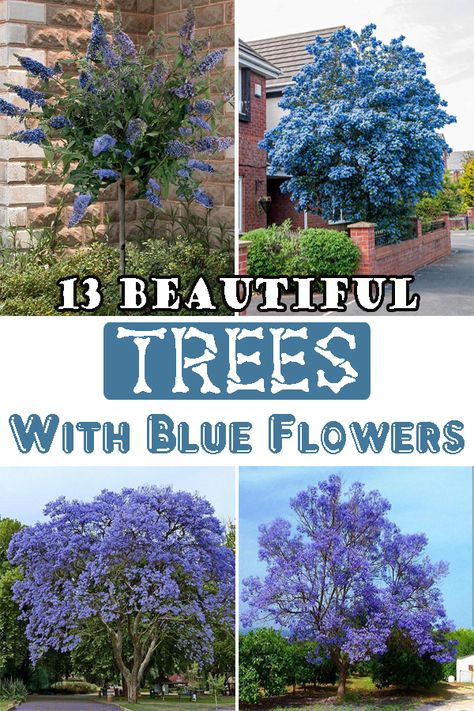 Here are some beautiful Trees with Blue Flowers that make the surroundings look breathtaking with their exotic aura. Blue Chinese Wisteria Tree, Tree With Blue Flowers, California Lilac Tree, Blue Flower Garden, Blueberry Tree, Blue Flowering Plants, Blue Flowers Garden, California Lilac, Flowers Lilac