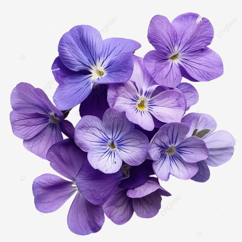 Purple Violets Flowers, Violet Pictures, Blue Violet Flower, Violets Flower, Purple Flower Art, White Elephant Ideas, Violet Bouquet, Violets Flowers, Flower Studies