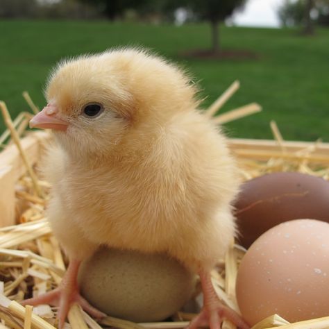 Baby Chicks | Day-old chicks through 8 weeks old require starter feed containing 20% ... What To Feed Chickens, Egg Candling, Urban Chicken Farming, Baby Chicks Raising, Day Old Chicks, Chicken Chick, Keeping Chickens, Chicken Feed, Chickens And Roosters