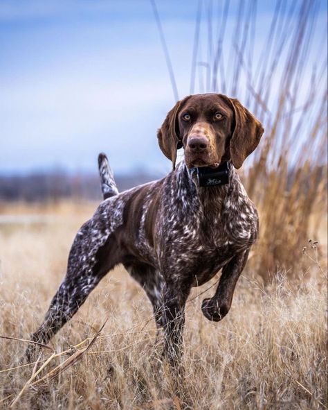 Dog Pond, Basset Dog, Gsp Dogs, Gsp Puppies, German Shorthaired Pointer Dog, Waterfowl Hunting, Bird Dog, German Shorthair, Shorthaired Pointer