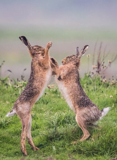 Boxing hares Hare Photography Beautiful, Hare Photos, Boxing Hares, Hare Pictures, Rabbit Jumping, Hare Photography, Wild Hare, Carnival Of The Animals, Animal Action