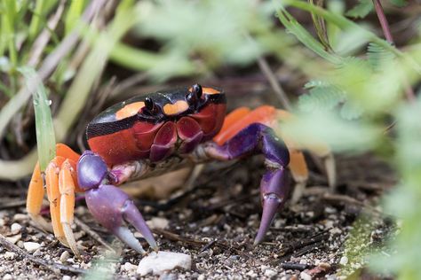 Halloween Crab, Night Hiking, Friday Fun, Halloween Moon, Black Kitten, Crustaceans, Zoology, Sea World, Ocean Life