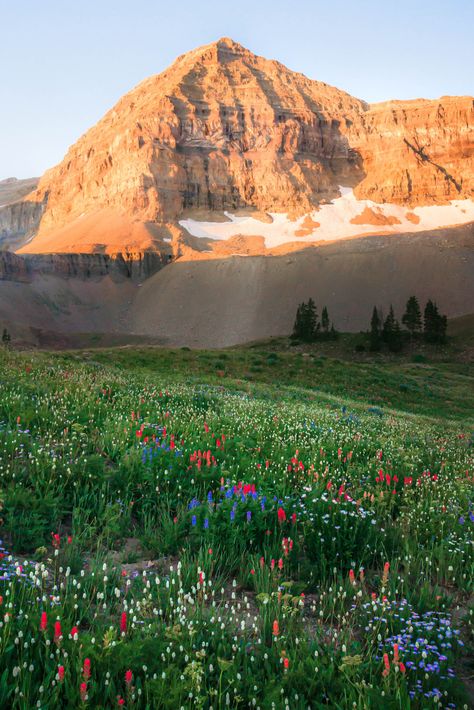 It’s prime wildflower peeking season and Utah tops the list of some of the best places for viewing. Here are 5 of our favorite hikes for floral fanatics. Utah In Spring, Utah Flowers, Utah Wildflowers, Hikes In Utah, Hiking Views, Utah Hiking, Utah Hikes, Island Lake, Lake Photos