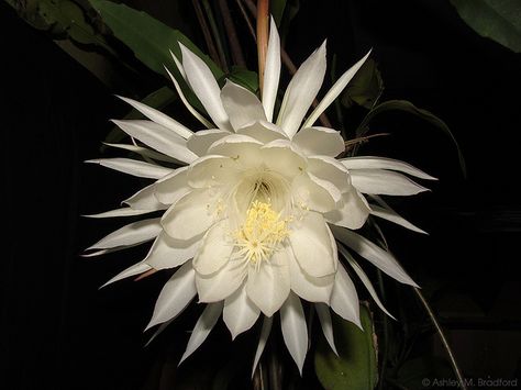 Epiphyllum oxipetalum, "Queen of the Night", known in Japan as the 月下美人 (Gekka… Epiphyllum Oxypetalum, Night Blooming Flowers, Orchid Cactus, Queen Of The Night, Creepy Things, One Night Stand, Bonnie Bennett, Woke Up This Morning, Under The Moon