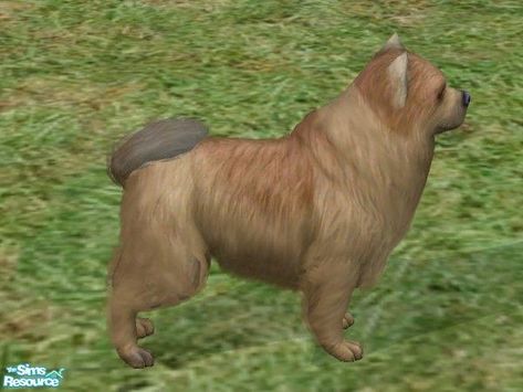 Sims 2 Pets, Sims 4 Cc Patreon, 2 Animals, Cc Patreon, 2 Dogs, Sims 2 Cc, The Sims 2, Big Dog, The Sims Resource