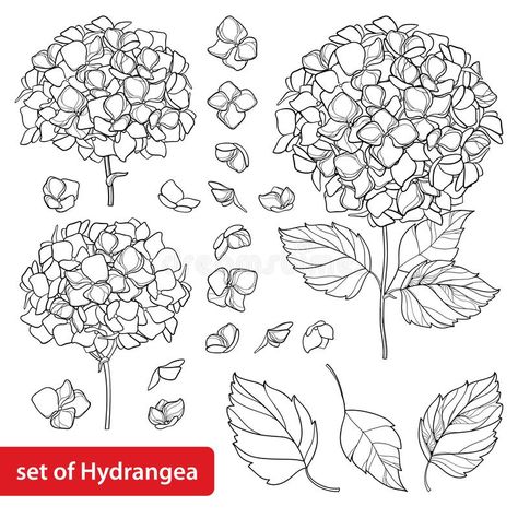 Vector set with outline Hydrangea or Hortensia flower bunch and ornate leaves in black isolated on white background. Contour ornamental garden plant Hydrangea royalty free illustration Hydrangea Tattoo, Ornamental Garden, Hydrangea Leaves, Hydrangeas Art, Botanical Line Drawing, Leaf Outline, Flower Line Drawings, Flower Drawing Tutorials, Flower Bunch