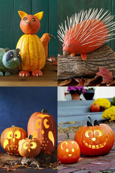 Easy Owl Pumpkin Carving Ideas, Pumpkin House Carving Ideas, Pumpkin Owl Carving, Farm Animal Pumpkin Carving, Animal Jack O Lantern Ideas, Pumpkin Carving Animals, Cat Face Pumpkin Carving, Pumpkin Ghost Carving, Cat Pumpkin Carving Ideas