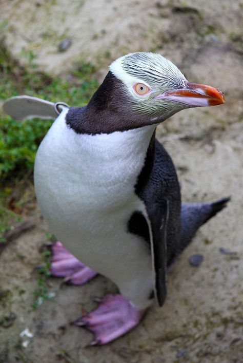 Yellow-eyed penguin has her own unique style! Regnul Animal, Flightless Bird, All Birds, Exotic Birds, Yellow Eyes, Cute Penguins, Pretty Birds, Sea Birds, Colorful Birds