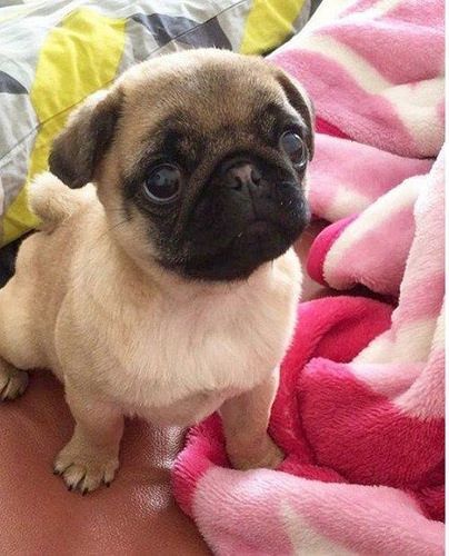 Black Pug Puppies, Cute Pug Puppies, Baby Pugs, Pug Mom, Pug Puppies, Cute Pugs, Pug Lover, Pug Love, Pug Life