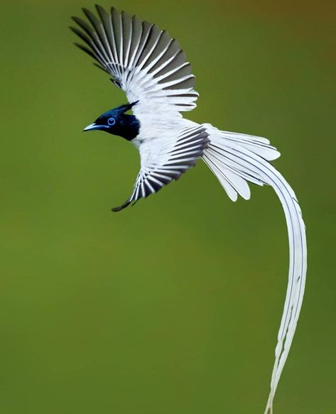 Indian Paradise Flycatcher. Photographer: Himel Nobi. Paradise Flycatcher, Watercolour Bird, Angels Beauty, Inspiration From Nature, Animal Guides, Most Beautiful Birds, Pretty Birds, Colorful Birds, Bird Photography