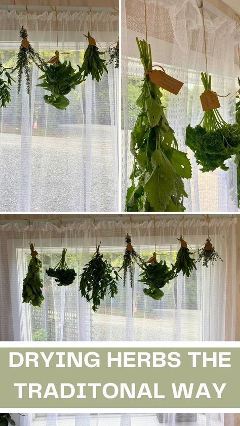 Herb Diy, Herbal Witch, Freezing Herbs, Drying Room, Preserving Herbs, Medicinal Herbs Garden, Dry Herbs, Hanging Herbs, Medical Herbs