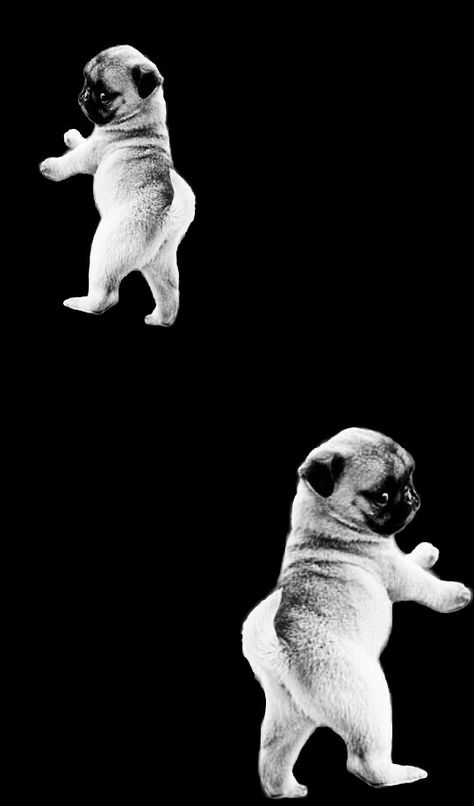 Pugs puppies wallpapers Pugs Puppies, Pug Wallpaper, Puppy Wallpaper, Aesthetic Wallpaper, Cute Wallpapers, Aesthetic Wallpapers, Lion Sculpture, Puppies, Wallpapers