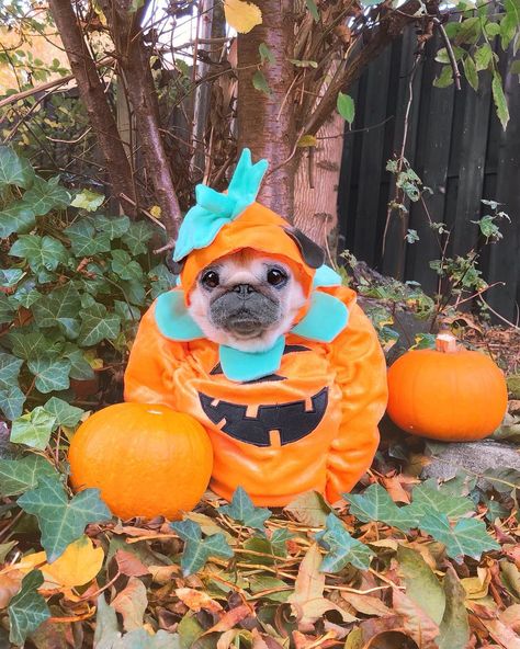 Halloween Pug, Pugs In Costume, Puppy Cuddles, The Pug, Cute Pugs, All Things Cute, Pug Life, Pug, Yorkshire