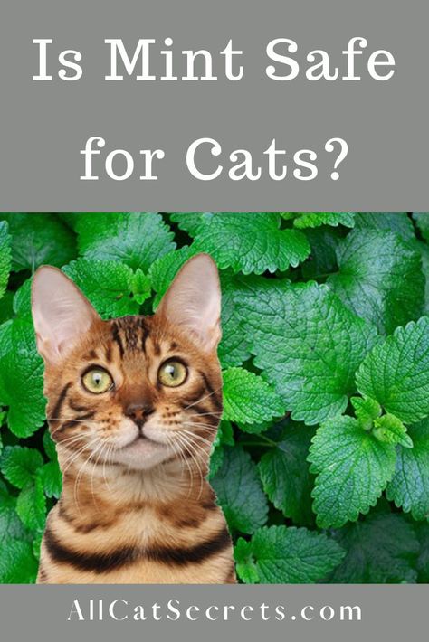 can cats eat mint Cat Mint, Flea Spray For Cats, Homemade Flea Spray, Cat Friendly Plants, Flea Spray, Mint Water, Mint Oil, Homemade Cat, Mint Plants