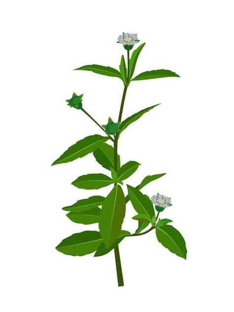 Eclipta Alba, Eclipta Prostrata or Bhringraj, also known as False Daisy is an effective herbal medicinal plant in Ayurvedic medicine.vector illustration. 5 Elements, Ayurvedic Medicine, Medicinal Plants, Herbal Medicine, Vector Art, Medicine, Vector Illustration, Daisy, Plants