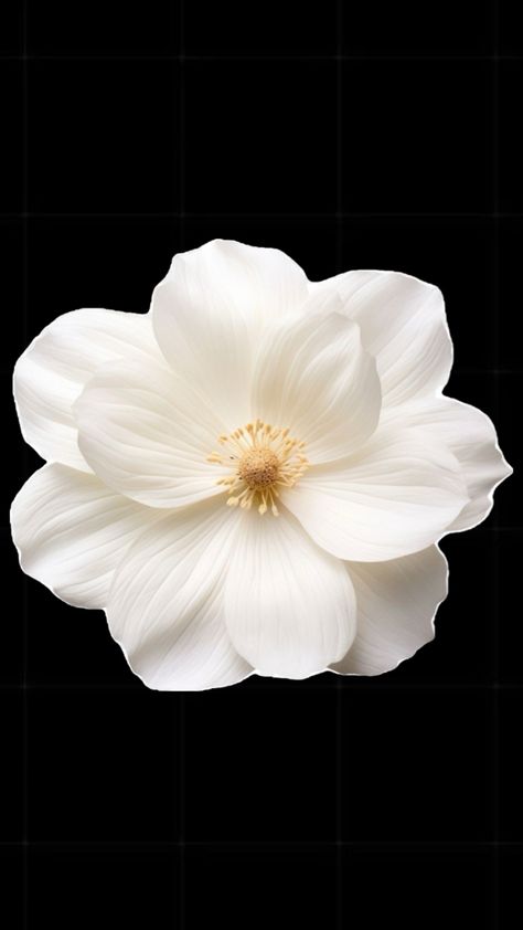 White Flowers Black Background, Wallpapers Apple Watch, Macbook Wallpaper Collage, Black And Cream Wallpaper, Flower Black Background, Pngs For Edits, Flower On Black Background, Flowers Black Background, Overlays For Edits