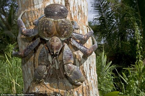 Coconut crabs, also known as robber crabs or palm thieves, feast on rats, coconuts and other crabs. They can live to 60 years old, and live in dens on land in - AUSTRALIA. Robber Crab, Spider Fact, Coconut Crab, Holiday Snaps, Interesting Animals, Marine Conservation, Hermit Crab, Arthropods, Crustaceans