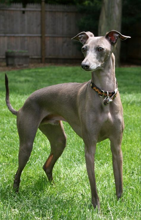 Italian Greyhound Greyhound Photography, Low Maintenance Dog Breeds, Calm Dog Breeds, Sussex Spaniel, Glen Of Imaal Terrier, Grey Hound, Scottish Deerhound, Clumber Spaniel, Greyhounds Racing