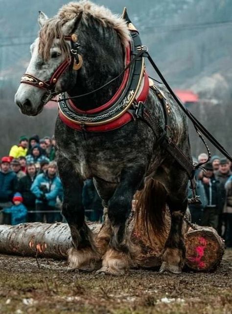 Big Horse Breeds, Horses Funny, Percheron Horses, Funny Horse Pictures, Photo Animaliere, Rasy Koni, Draft Horse, Majestic Creatures, Big Horses