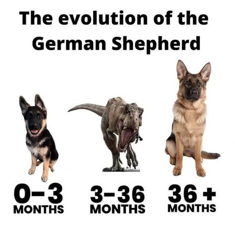 Puppy Meme, German Shepherd Memes, German Shepherd Photos, Funny German Shepherd, Funny Art History, German Shepherd Breeds, Funny Dog Memes, Baby Memes, Rise And Shine