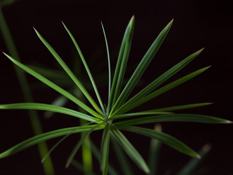 Cyperus Umbrella Houseplants: Growing Information And Care For An Umbrella Plant Umbrella Plant Care, Umbrella Plant, Backyard Inspo, All About Plants, The Plant, How To Grow, Plant Care, Indoor Plants, To Grow