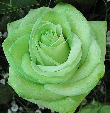 Growing Roses From Seeds, Rose Seeds, Rose Pictures, Growing Roses, Planting Roses, Most Beautiful Flowers, Beautiful Rose Flowers, Green Rose, Flower Seeds