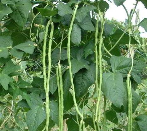 pole sitaw (488x434) Vegetable Garden Planters, Growing Green Beans, Gardening Seeds, Long Beans, Kitchen Gardening, Asparagus Beans, Vegetable Planters, Long Bean, Bean Plant