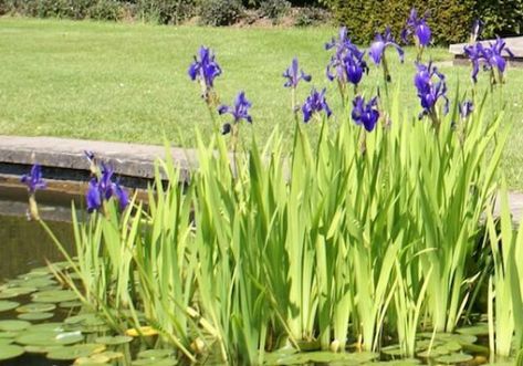 Water Iris, Tanaman Air, Bog Plants, Taman Air, Goldfish Pond, Water Gardens Pond, Aquatic Garden, Backyard Pond, Garden Pond Design