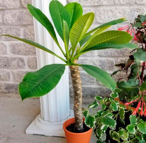 Propagating Plumeria, Plumeria Indoor, Indoor Plumeria, Growing Lemons, Plumeria Care, Plumeria Plant, Plumeria Tree, Hawaiian Plants, Florida Garden