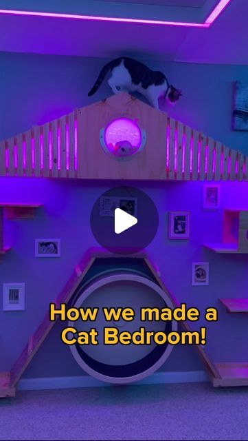 @heyjajadesigns on Instagram: "Cat bedroom tutorial!   #diy #cat #catsofinstagram #tutorial #bedroommakeover #catification #cats" Kitty Cat Bedroom Ideas, House With Cats Living Rooms, Pet Bedroom Ideas Cats, Cat Rooms Indoor Diy, Cat Playroom Ideas, Cats Room Ideas, Cat Rooms Indoor Ideas, Cat Bedroom Ideas Kids, Cattery Ideas Cat Room