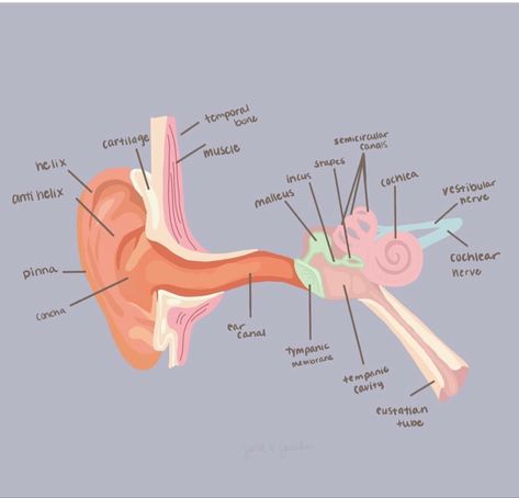 Speech Language Pathology Aesthetic, Speech Pathology Grad School, Slp Aesthetic, Speech Language Pathology Grad School, Audiology Student, Speech Therapy Tools, Ear Anatomy, Speech And Hearing, Job Inspiration