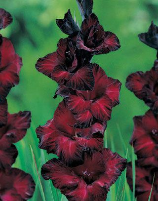 Gladioli Black Jack Cottage Plants, High Country Gardens, Lilies Of The Field, Goth Garden, Gladiolus Flower, Website Building, Gothic Garden, Gladioli, Country Gardens