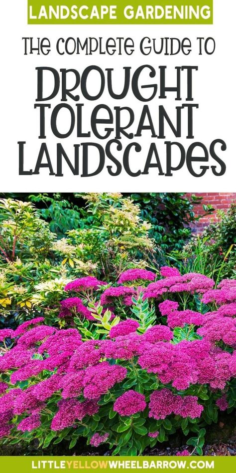 This ultimate guide to drought-tolerant garden landscaping will transform your yard with plants, rocks, and paths designed for dry conditions. Whether for your backyard or front yard, our step-by-step guide shows you how to create a drought-tolerant garden layout. Discover the best ideas for full sun and heat, drought-tough plants, and how to avoid common mistakes. Plan a beautiful, drought-proof landscape that’s both sustainable and stunning! Add this to your garden design and landscape plans! Dry Riverbed Landscaping, Drought Tolerant Landscape Front Yard, California Lilac, Improve Curb Appeal, Sage Plant, Drought Tolerant Garden, Drought Tolerant Landscape, Best Perennials, Backyard Flowers