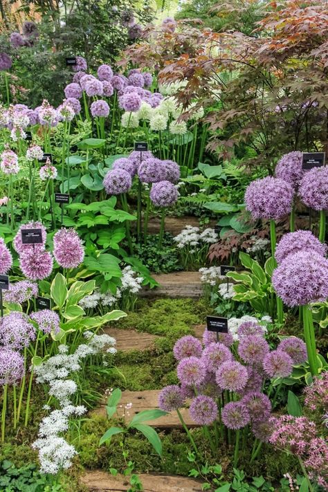 Chelsea Garden Show, Bulbs Garden Design, Spring Bulbs Garden, Funny Vine, Beautiful Landscaping, Chelsea Garden, Full Sun Perennials, Purple Plants, Shade Perennials