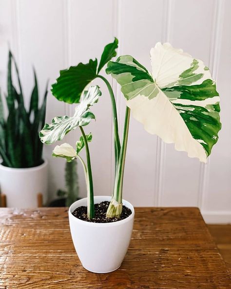 House of the Rising Flora on Instagram: “What a spectacular find! 💚🤍 How gorgeous is this beauty! 😍 What was your best/luckiest find? Let us know down below! 👇 Don't forget to…” Alocasia Odora, Alocasia Macrorrhiza, Variegated Alocasia, Community Resources, Plant Goals, Plants Are Friends, Best Indoor Plants, Variegated Plants, Plant Aesthetic