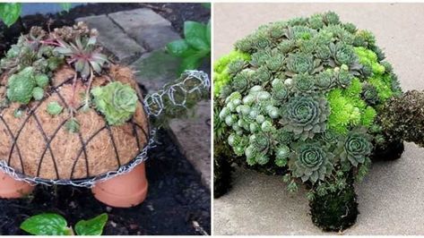 Succulent Turtle, Diy Turtle, Turtle Planter, Cement Leaves, Small Clay Pot, Concrete Leaves, Landscaping Diy, Chia Pet, House Landscaping