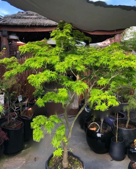 Japanese Maple Tree Green, Full Moon Japanese Maple, Butterfly Japanese Maple, Japanese Maple Front Yard, Emperor Japanese Maple Tree, Viridis Japanese Maple, Emperor 1 Japanese Maple, Japanese Garden Plants Full Sun, Plants That Like Full Sun