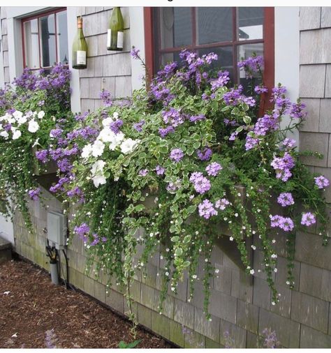 Balcony Flower Boxes Ideas, Window Box Inspiration, Standing Window Boxes, Planter Box Flower Arrangements, Window Pots Flower Boxes, Pansy Window Boxes, Petunia Flower Bed, Spring Flower Boxes, Summer Window Boxes