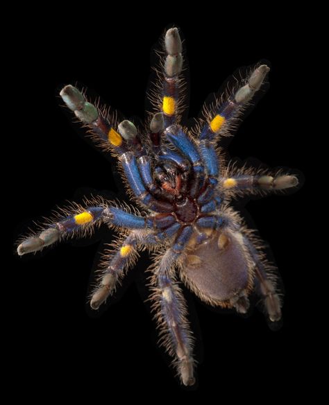 Glamour Shots Show a Whole New Side of Spiders | WIRED Poecilotheria Metallica, Arachnids Spiders, Spiders And Snakes, Spider Species, Cool Bugs, Beautiful Bugs, Arthropods, Creepy Crawlies, Glamour Shots