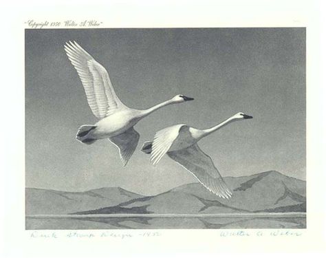 1950 – Walter A. Weber – Trumpeter Swans Swan Drawing, Swan Tattoo, Swan Pictures, Fly Drawing, Wedding Rings Sets His And Hers, Swan Art, Swan Painting, Trumpeter Swan, Flying Tattoo