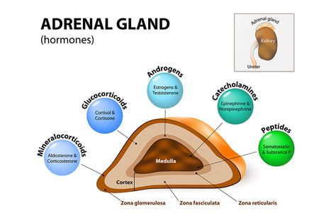 It's often confused with adrenal insufficiency. http://www.prevention.com/health/addisons-disease-symptoms/slide/4 Adrenal Gland Hormones, Pituitary Gland Disorders, Adrenal Medulla, Adrenal Dysfunction, Adrenal Gland, Adrenal Cortex, Pemf Therapy, Addisons Disease, Adrenal Health