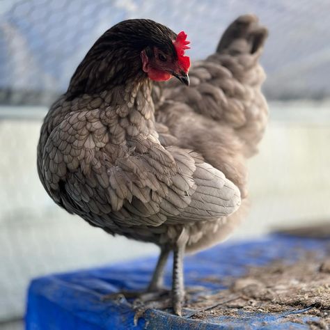 Hippie Smalls 🩶🩵🤍 Our favorite out of our Sapphire Gems (Blue Plymouth Rock hens) 💎 The Blue Plymouth Rock chicken is a rare variety known for its striking blue-grey plumage. It’s a dual-purpose breed, valued for both its egg-laying capabilities and meat production. Like other Plymouth Rock varieties, it’s known for being hardy and docile, making it a popular choice for backyard poultry enthusiasts. #blueplymouthrock #sapphiregemchickens #layinghens #chickens #chickensofinstagram #backya... Plymouth Rock Chicken, Plymouth Rock, Laying Hens, Backyard Poultry, Egg Laying, Plymouth, Blue Grey, Sapphire, Gems