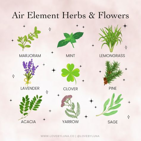 Love By Luna® on Instagram: “Air Element Herbs & Flowers 💨 Herbs, spices and flowers associated with the Air Element bring a healing, inspiring and clear energy to…” Air Element Herbs, Earth Element Herbs, Witchy Habits, Air Element Spiritual, Herbs And Flowers Witchcraft, Herbs And Their Magical Properties, Magical Correspondences Herbs, Elemental Magick, Medicinal Herbs Remedies