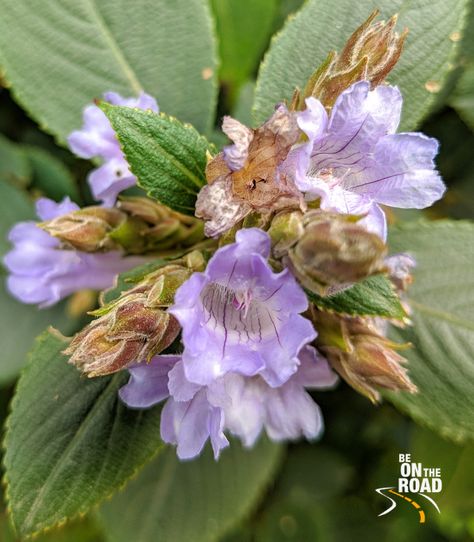 Close up of the Neelakurinji flower Neelakurinji Flower, Forest Department, Western Ghats, Rare Flowers, Forget Me Not, Party Night, Pune, Drawing Inspiration, Travel Dreams