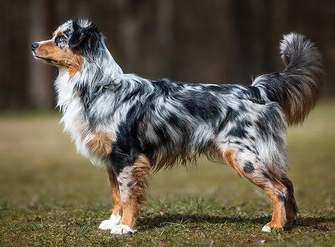 Mojo | „Lost River“ Miniature American Shepherds Miniature American Shepherd, American Shepherd, Lost River, Bone Strength, Cattle Dogs, Ski Vacation, Dream Dog, Adventure Vacation, Australian Shepherds