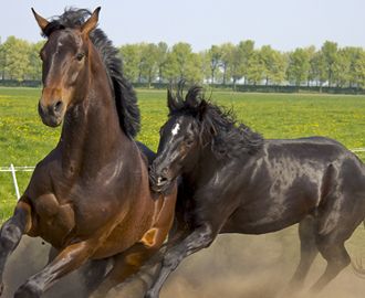 Are We Leading Our Wild Horses to Slaughter? - The Atlantic Horse Bones, Black Stallion Horse Wild Mustangs, Salt River Wild Horses, Horse Behavior, Wild Horses Assateague, Mustang Horses Wild, Wild Horses Desert, Running Horses, Wild Mustangs