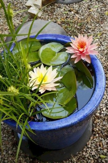 Container Pond, Small Water Gardens, Water Garden Plants, Mini Pond, Backyard Ponds, Container Water Gardens, Indoor Water Garden, Water Pond, Diy Water