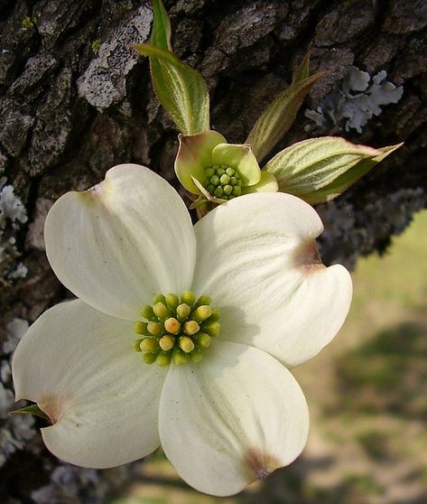 design minded: Pick a Flower- Dogwood Blooms Dogwood Tree Tattoo, Dogwood Tattoo, Dogwood Blooms, Tattoo Tree, Dogwood Tree, Dogwood Blossoms, Dogwood Trees, Dogwood Flowers, Airbrush Art